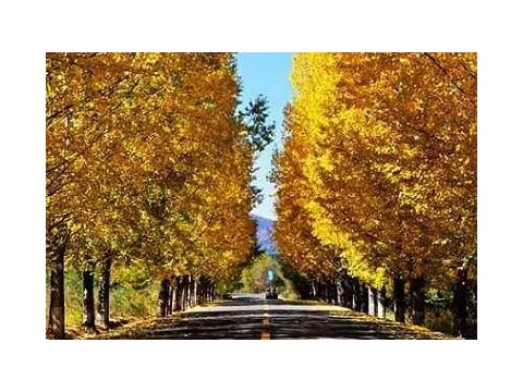 秋天，一笔一划皆是情；秋景，一字一句皆是意。