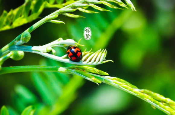 二十四节气里的“陕西味道”——惊蛰 | beat365平台官方网站